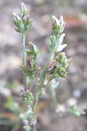 Filago minima \ Kleines Filzkraut / Small Cudweed, D Karlsruhe 21.7.2008