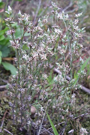 Filago minima \ Kleines Filzkraut / Small Cudweed, D Rheinstetten-Silberstreifen 21.7.2008