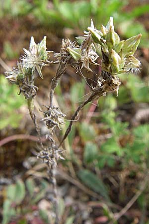 Filago minima \ Kleines Filzkraut / Small Cudweed, D Rheinstetten-Silberstreifen 26.7.2008