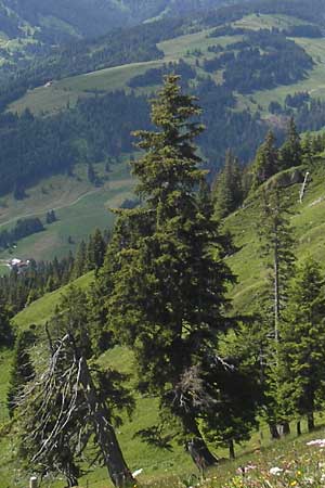 Picea abies / Norway Spruce, D Immenstadt 21.6.2011