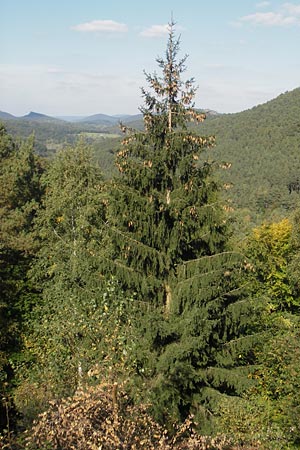 Picea abies \ Fichte, Rottanne / Norway Spruce, D Bad Bergzabern 3.10.2011