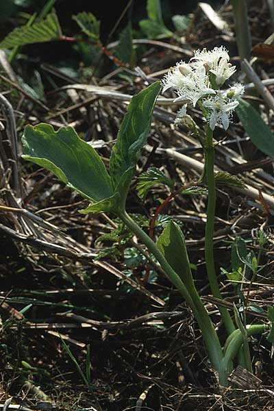 Menyanthes trifoliata \ Fieberklee / Bogbean, D Worpswede 18.5.1985