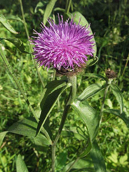 Centaurea nigra subsp. nemoralis \ Hain-Flockenblume, Schwarze Flockenblume / Common Knapweed, D Odenwald, Hilsenhain 23.6.2006