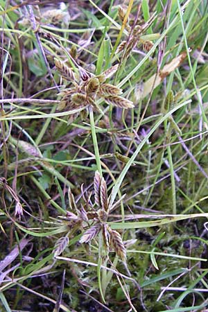 Cyperus flavescens \ Gelbes Zypergras, Gelbliches Zypergras / Yellow Flatsedge, D Karlsruhe 18.8.2008