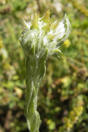 Filago lutescens \ Graugelbes Filzkraut / Red-Tipped Cudweed, D Karlsruhe 13.6.2009