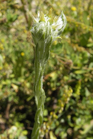 Filago lutescens \ Graugelbes Filzkraut / Red-Tipped Cudweed, D Karlsruhe 13.6.2009