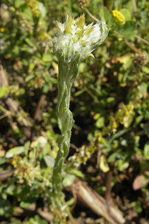 Filago lutescens / Red-Tipped Cudweed, D Karlsruhe 13.6.2009