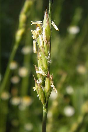 x Festulolium holmbergii \ Wiesen-Schweidel / Hybrid Grass, D Lobbach-Waldwimmersbach 19.6.2013