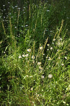 x Festulolium holmbergii \ Wiesen-Schweidel / Hybrid Grass, D Lobbach-Waldwimmersbach 19.6.2013