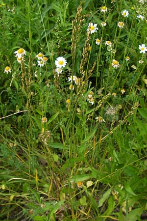 x Festulolium holmbergii \ Wiesen-Schweidel / Hybrid Grass, D Lobbach-Waldwimmersbach 21.6.2013