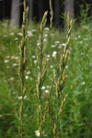 x Festulolium holmbergii \ Wiesen-Schweidel / Hybrid Grass, D Lobbach-Waldwimmersbach 21.6.2013