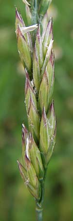 x Festulolium holmbergii \ Wiesen-Schweidel / Hybrid Grass, D Lobbach-Waldwimmersbach 21.6.2013