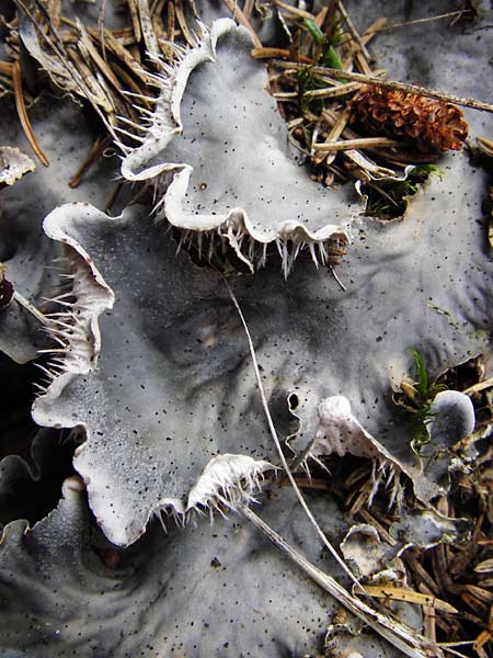 Peltigera membranacea ? / Membrane Dog Lichen, D Black-Forest, Schliffkopf 11.9.2014