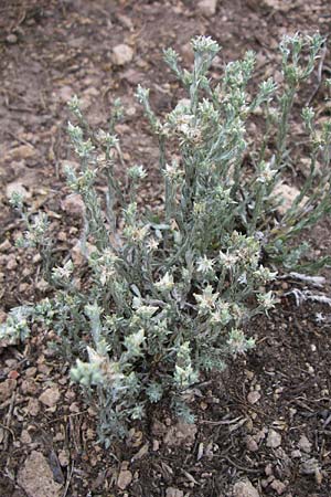 Filago minima \ Kleines Filzkraut / Small Cudweed, D Siefersheim 14.6.2008