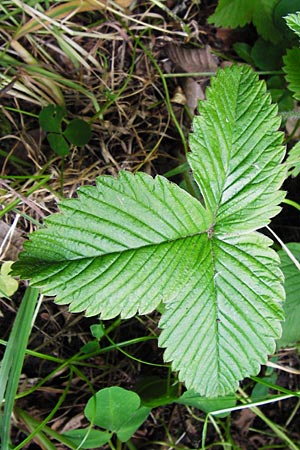 Fragaria moschata \ Zimt-Erdbeere / Hautbois Strawberry, D Odenwald, Reichelsheim 5.6.2014