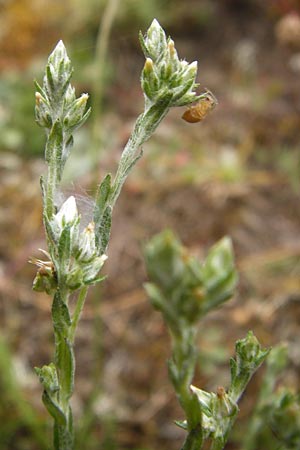 Filago minima \ Kleines Filzkraut / Small Cudweed, D Wetzlar 5.7.2014