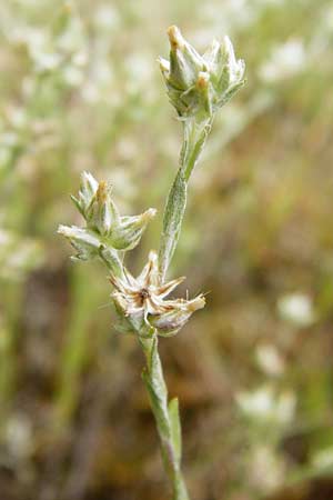 Filago minima \ Kleines Filzkraut / Small Cudweed, D Wetzlar 5.7.2014