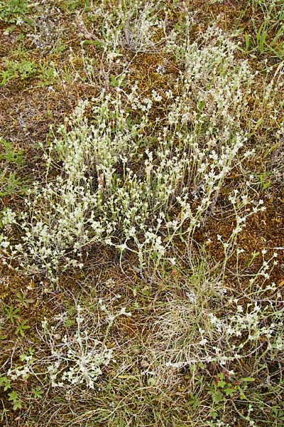 Filago minima \ Kleines Filzkraut / Small Cudweed, D Wetzlar 5.7.2014