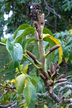Pterocarya fraxinifolia \ Kaukasische Flgelnuss / Caucasian Wingnut, D Mannheim 15.10.2014