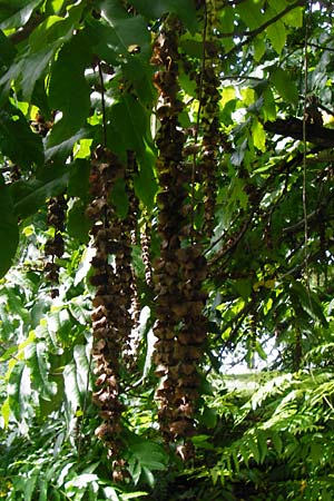 Pterocarya fraxinifolia \ Kaukasische Flgelnuss, D Mannheim 28.9.2014