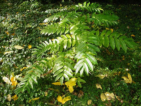 Pterocarya fraxinifolia \ Kaukasische Flgelnuss / Caucasian Wingnut, D Mannheim 28.9.2014