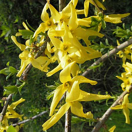 Forsythia x intermedia / Golden Bell, D Bensheim 22.4.2006