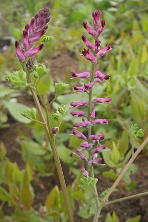 Fumaria officinalis \ Echter Erdrauch, D Mannheim 19.5.2010