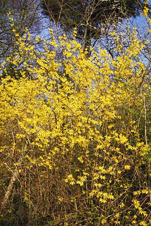 Forsythia x intermedia \ Forsythie, Goldflieder, D Heppenheim 17.3.2014