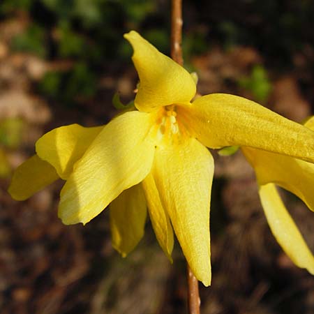 Forsythia x intermedia \ Forsythie, Goldflieder, D Heppenheim 17.3.2014