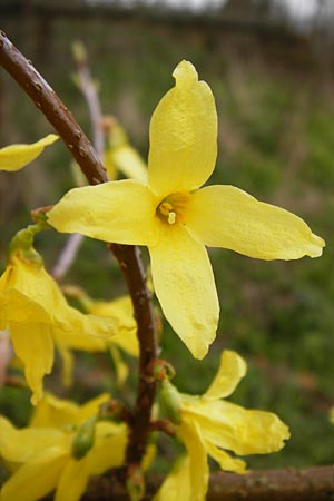 Forsythia suspensa \ Forsythie, Goldflieder / Golden Bell, D Odenwald, Weschnitz 18.3.2014