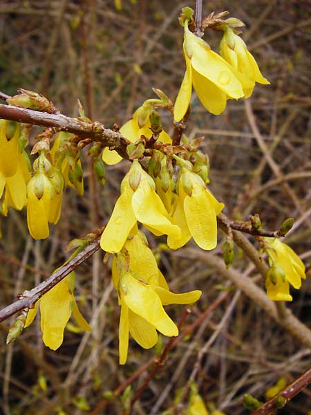 Forsythia suspensa \ Forsythie, Goldflieder, D Odenwald, Weschnitz 18.3.2014