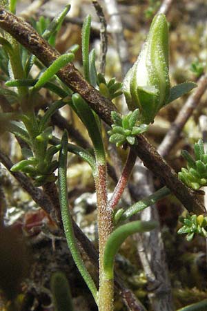 Fumana procumbens \ Niederliegendes Nadelrschen / Heath Rose, D Sandhausen 26.5.2007