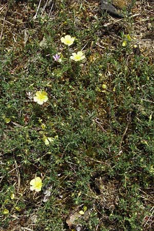 Fumana procumbens \ Niederliegendes Nadelrschen / Heath Rose, D Sandhausen 26.5.2007