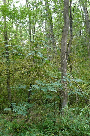 Juglans regia \ Echte Walnuss / Persian Walnut, D Groß-Gerau 28.9.2012