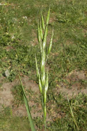 Bromus hordeaceus agg. \ Weiche Trespe / Soft Brome, D Karlsruhe 7.5.2011