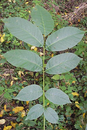 Juglans regia \ Echte Walnuss / Persian Walnut, D Groß-Gerau 28.9.2012