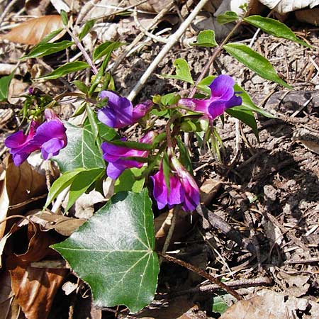 Lathyrus vernus \ Frhlings-Platterbse / Spring Pea, D Hemsbach 8.3.2014