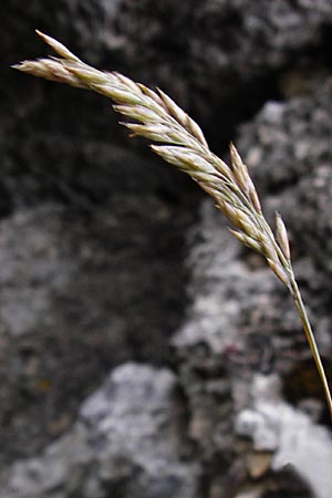 Festuca pallens \ Bleicher Schwingel, Bleich-Schwingel / Pale Fescue, D Fridingen 8.7.2014