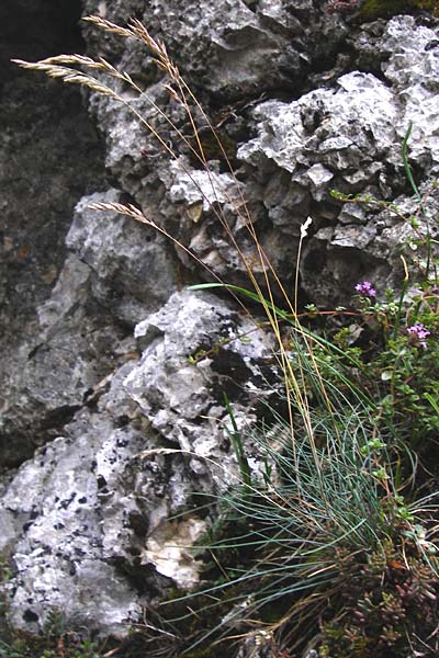 Festuca pallens \ Bleicher Schwingel, Bleich-Schwingel / Pale Fescue, D Fridingen 8.7.2014