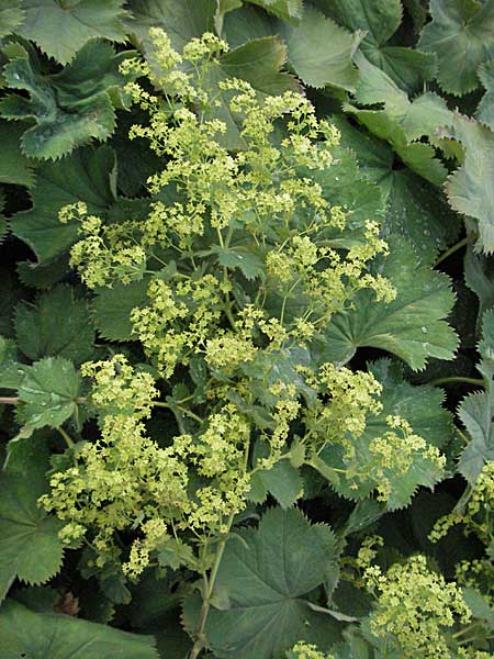 Alchemilla mollis \ Weicher Frauenmantel / Garden Lady's Mantle, D Botan. Gar.  Universit.  Heidelberg 4.10.2006