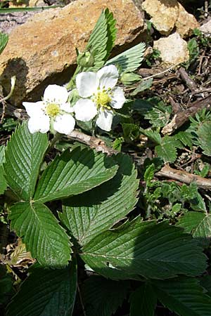 Fragaria viridis \ Knack-Erdbeere, Hgel-Erdbeere / Green Strawberry, D Rheinhessen, Wonsheim 26.4.2008