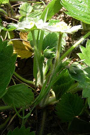 Fragaria viridis \ Knack-Erdbeere, Hgel-Erdbeere / Green Strawberry, D Rheinhessen, Flonheim 26.4.2008