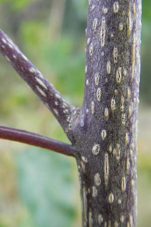 Frangula alnus \ Faulbaum, D Odenwald, Beerfelden 12.9.2009