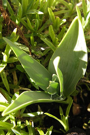 Fritillaria michailovskyi \ Trkische Schachblume, D Mannheim 25.3.2012