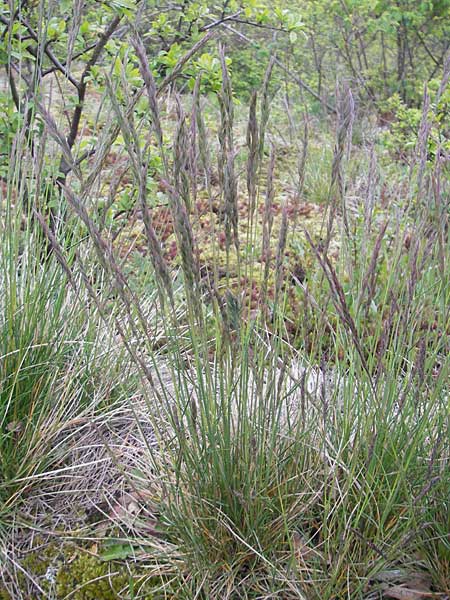 Festuca rhenana \ Rheinischer Schwingel / Rhenish Fescue, D Donnersberg 26.4.2012