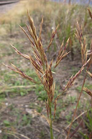 Bromus inermis / Hungarian Brome, D Mannheim 28.6.2012