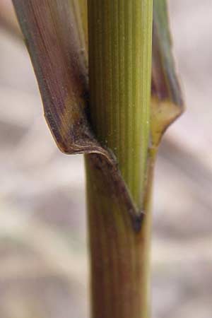 Bromus inermis \ Grannenlose Trespe / Hungarian Brome, D Mannheim 28.6.2012