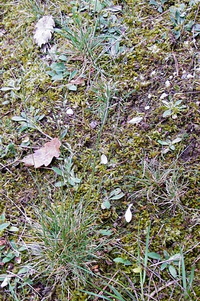 Festuca rubra agg. \ Gewhnlicher Rot-Schwingel / Creeping Red Fescue, D Ober-Mörlen 24.5.2014