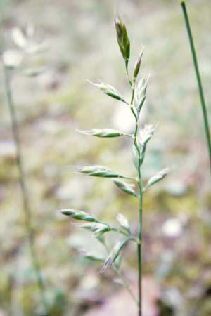 Festuca rubra agg. \ Gewhnlicher Rot-Schwingel / Creeping Red Fescue, D Ober-Mörlen 24.5.2014