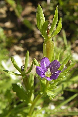 Legousia hybrida \ Kleiner Frauenspiegel / Venus' Looking-Glass, D Nördlingen 23.5.2009